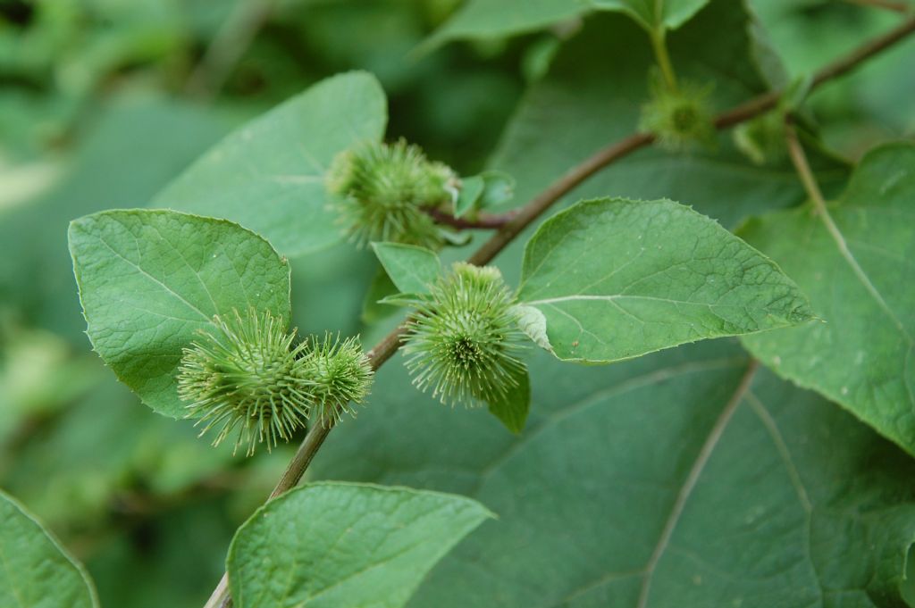 Arctium minus / Bardana minore